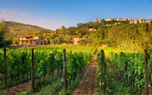 Azienda Agricola Linero