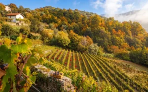 Azienda Agricola Maria Donata Bianchi