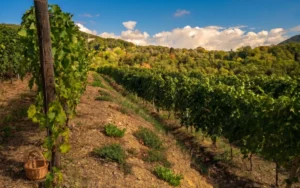 Azienda Agricola Ottaviano Lambruschi