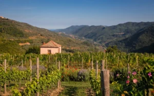 Azienda Massimo Alessandri