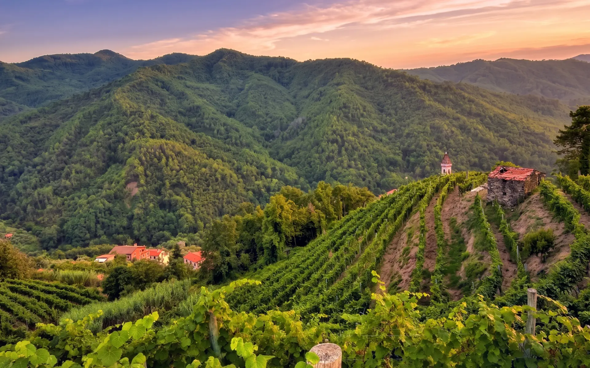 Azienda Pino Gino