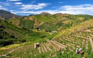 Banyuls Sur Mer · Terres des Templiers