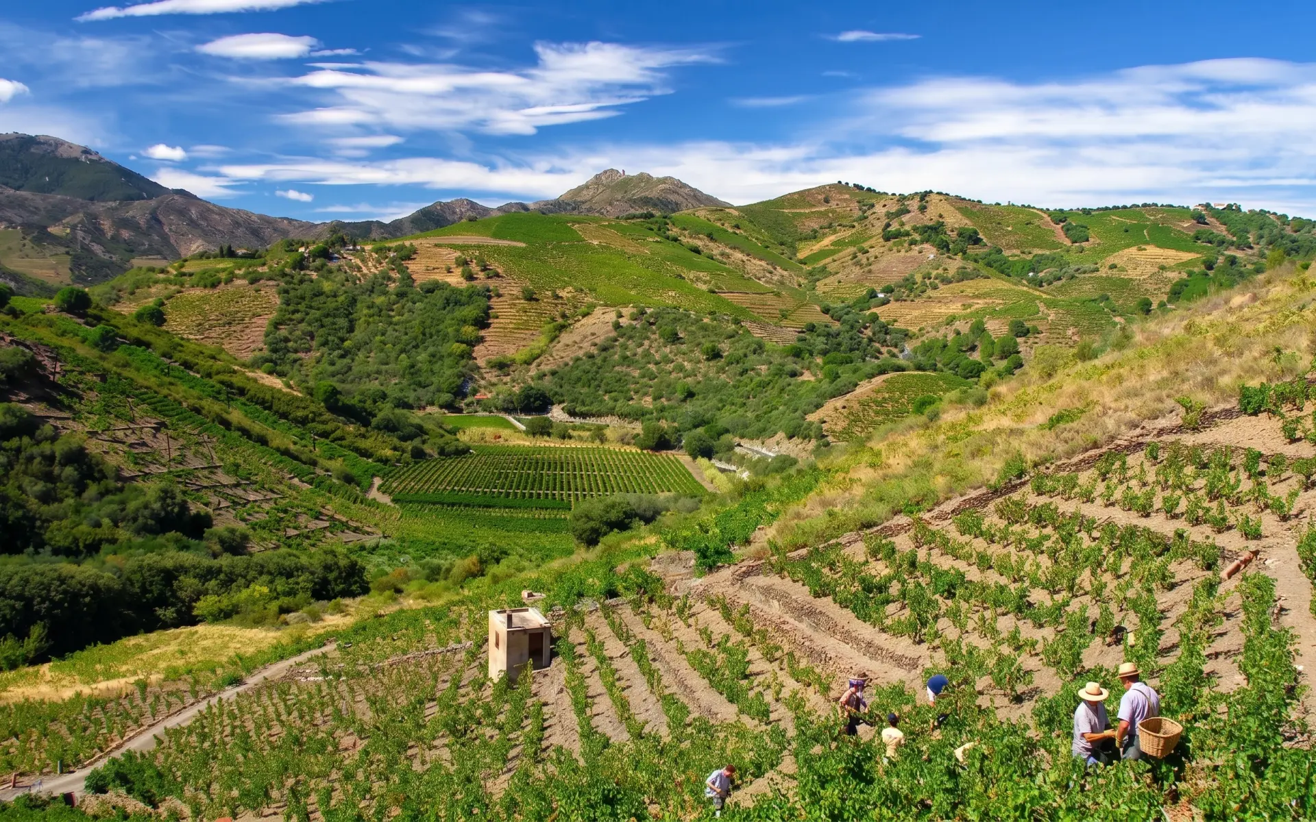 Banyuls Sur Mer · Terres des Templiers
