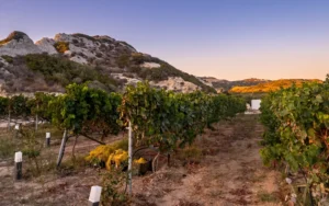 Skevofilax Winery a Kefalos