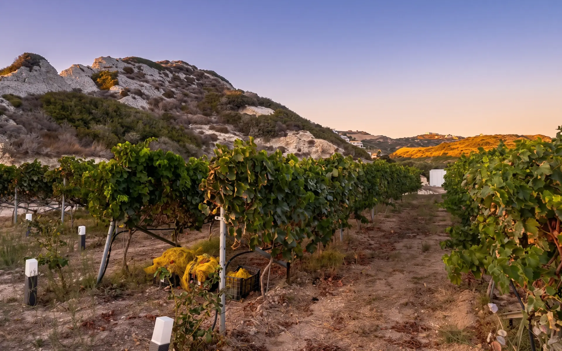 Skevofilax Winery a Kefalos