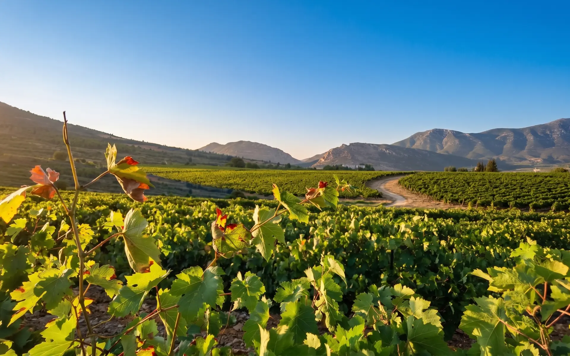 Storie di Nemea: cultura, vino e leggende