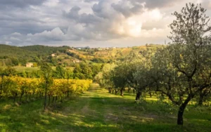 Azienda Agricola Bosco de' Medici