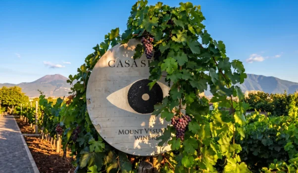 Azienda Agricola Casa Setaro