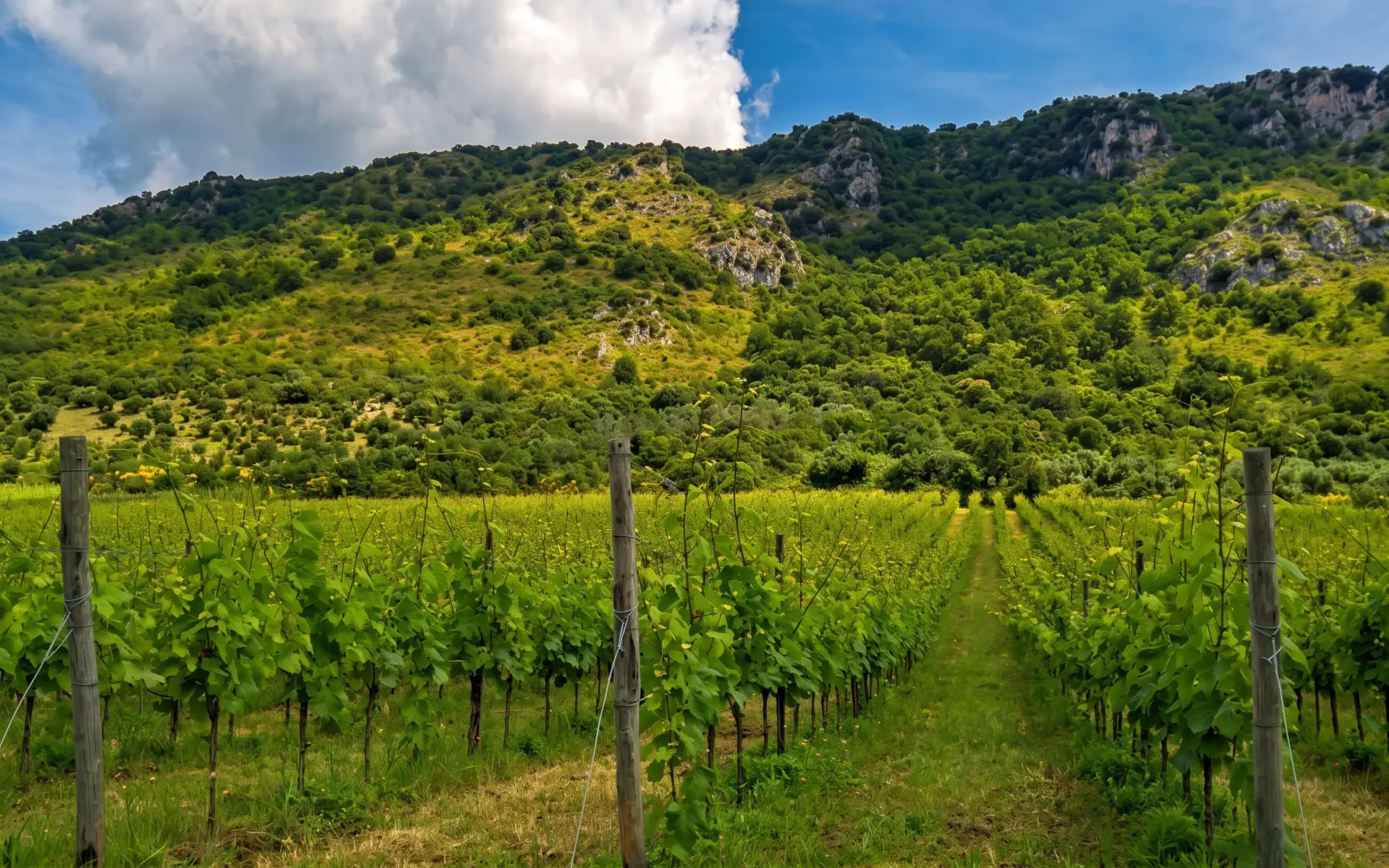 Azienda Agricola Marco Carpineti