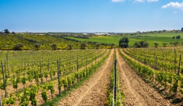 Azienda vinicola Riofavara e Wine Relais