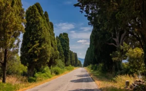 Bolgheri ed i suoi vini: Le Macchiole