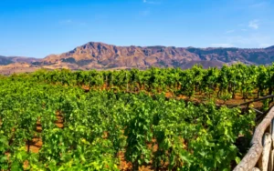 In vigna sull’Etna, altro esempio di ingegno e perfezione
