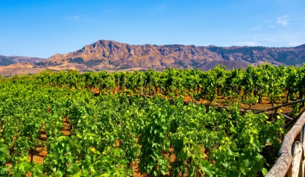 In vigna sull’Etna, altro esempio di ingegno e perfezione