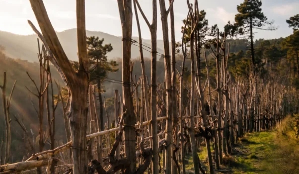 La Lumassina dell’Azienda Agricola Terrazze Singhie
