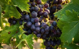 Maccario Dringenberg