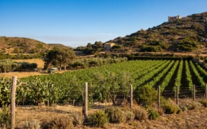 A spasso per il Dodecaneso: Nico Grylli Winery