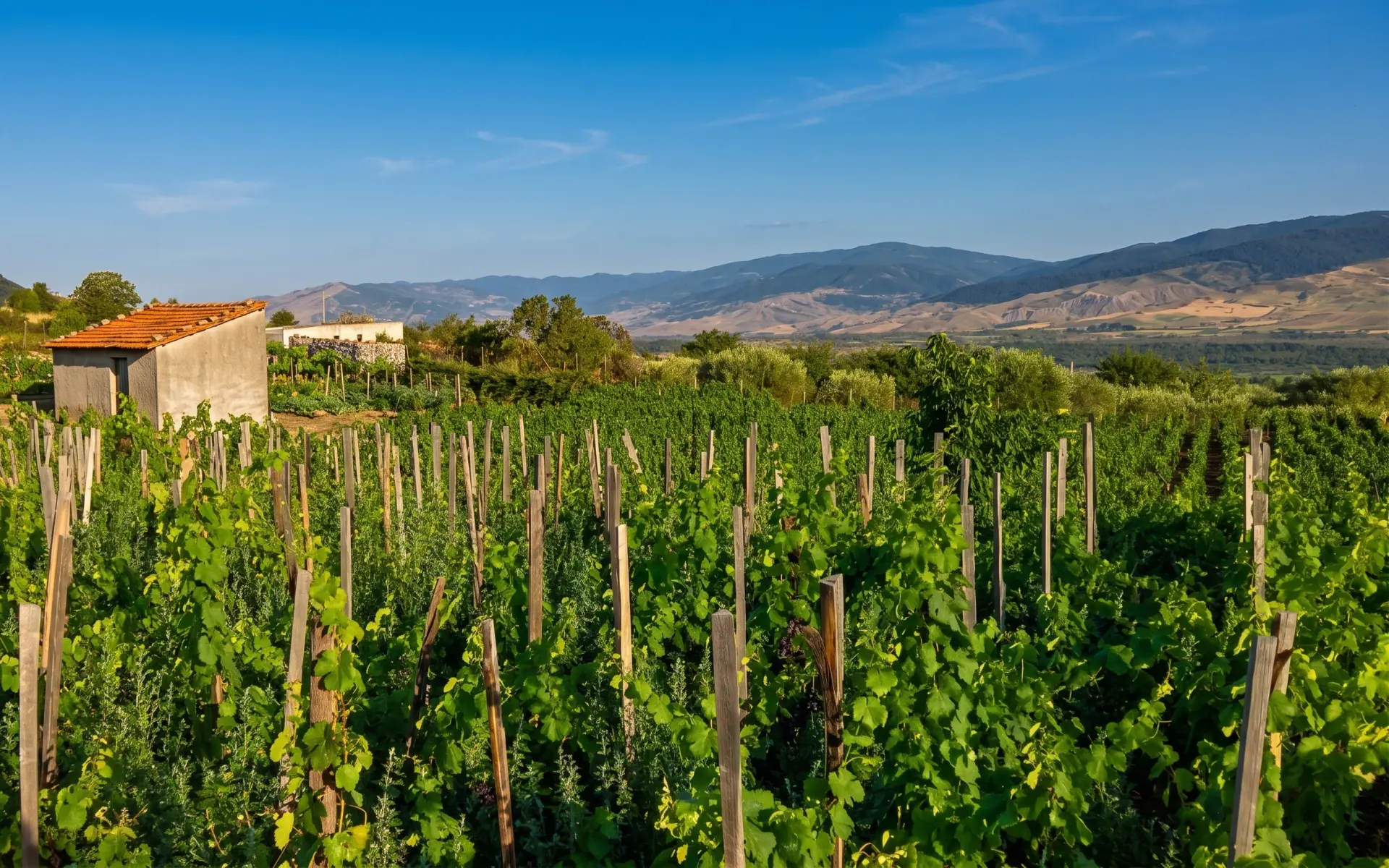 Omeopatia in vigna
