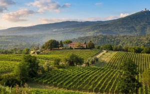 Bolgheri e i suoi vini: Podere Grattamacco