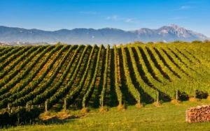 Poderi Costantini Antonio