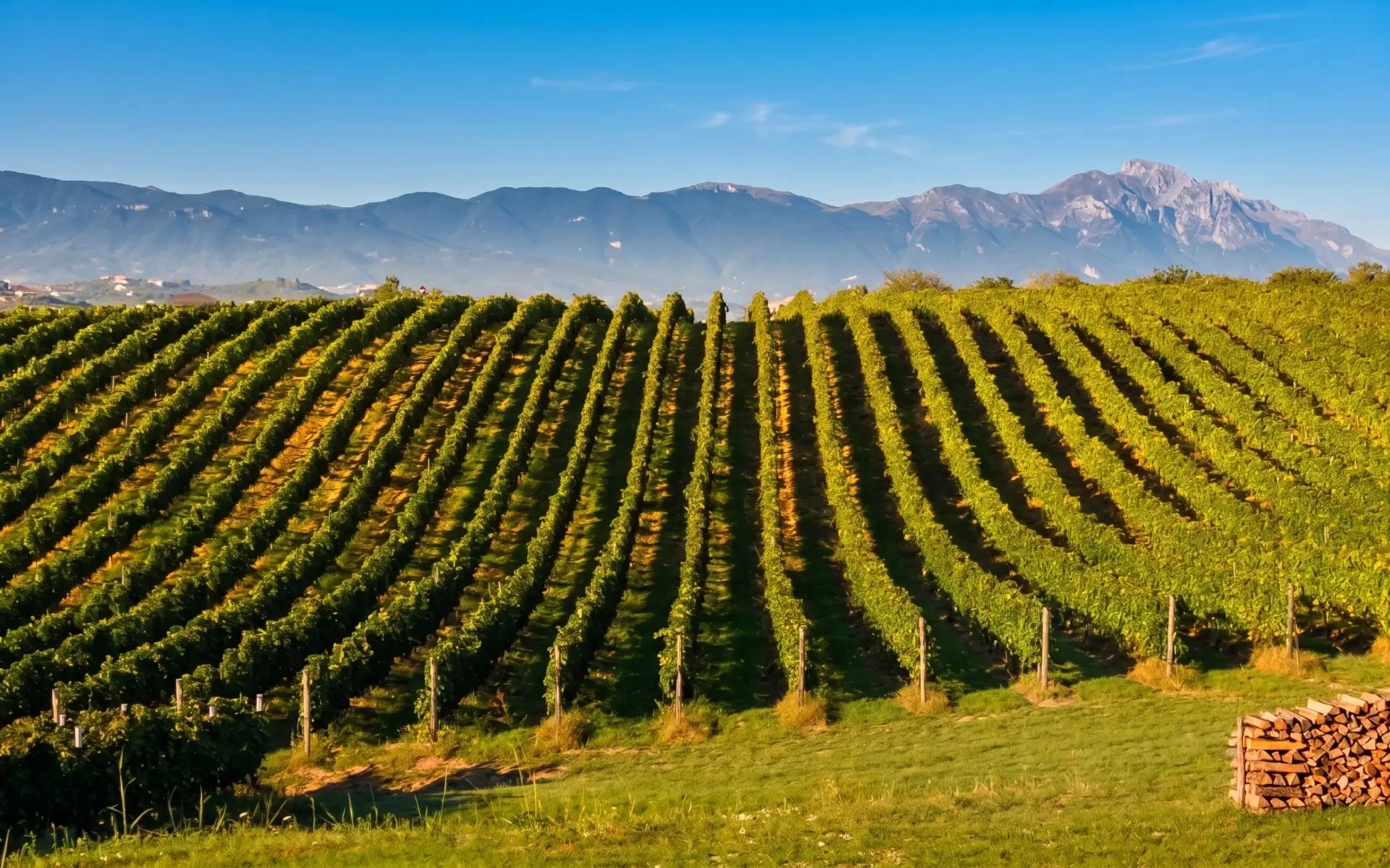 Poderi Costantini Antonio