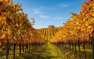 Storie di vino sulle rive di Conegliano: Masottina