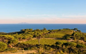 Tenuta delle Ripalte