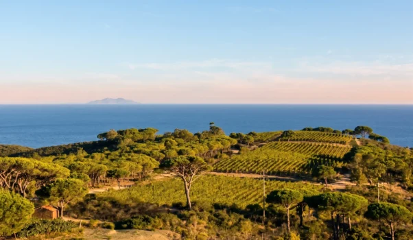 Tenuta delle Ripalte