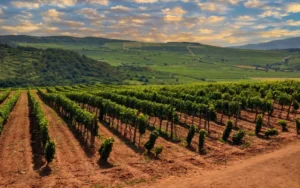 Tokaj Time Parte Seconda