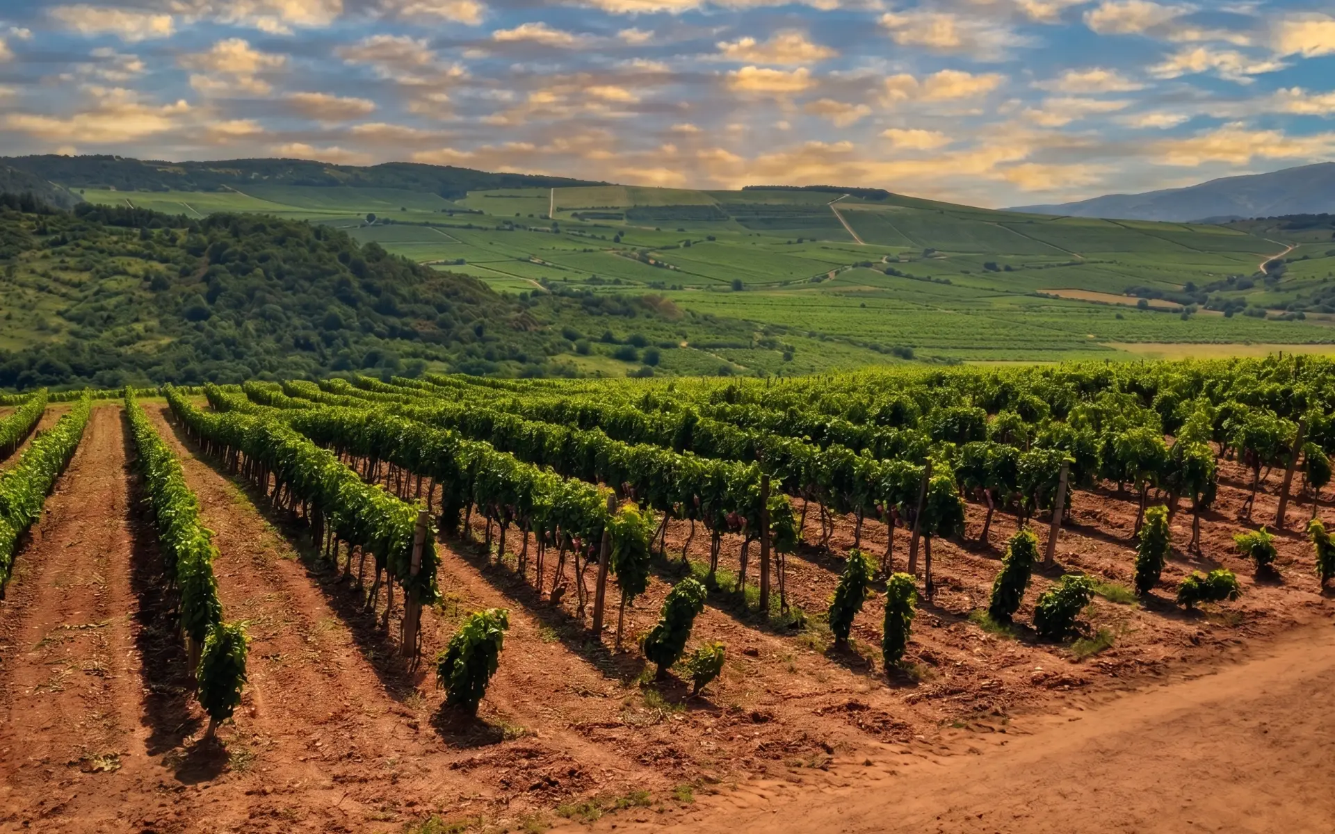 Tokaj Time Parte Seconda