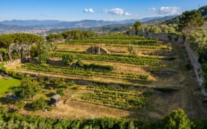 Visita alla Cantina Giacomelli